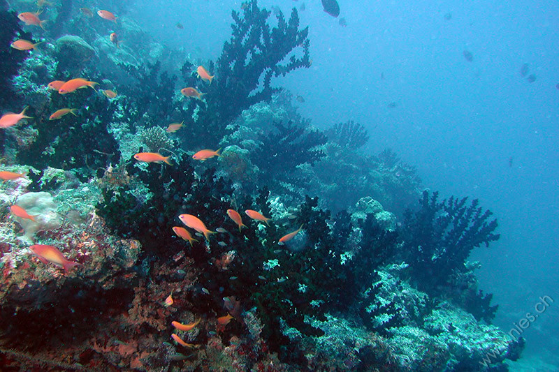 Schwarze Korallen 