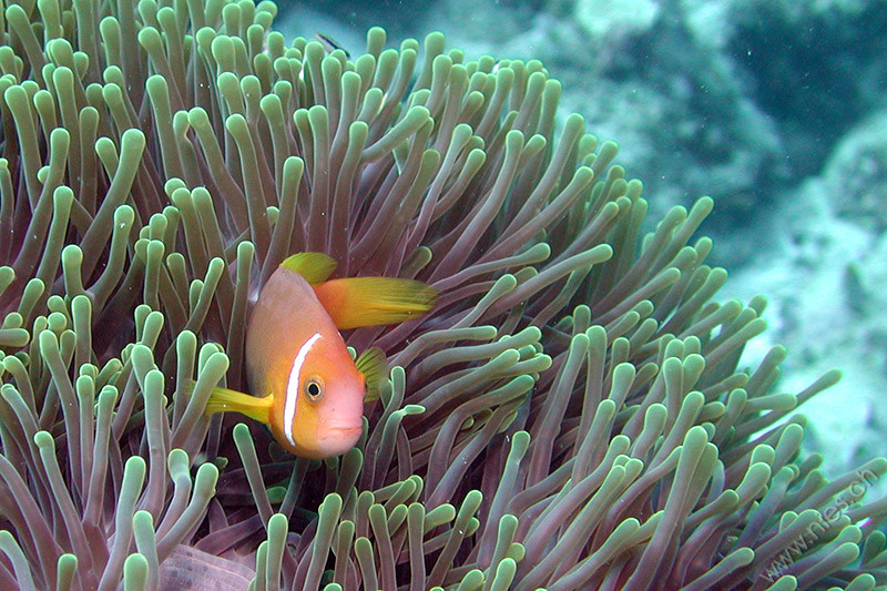 Anemone fish