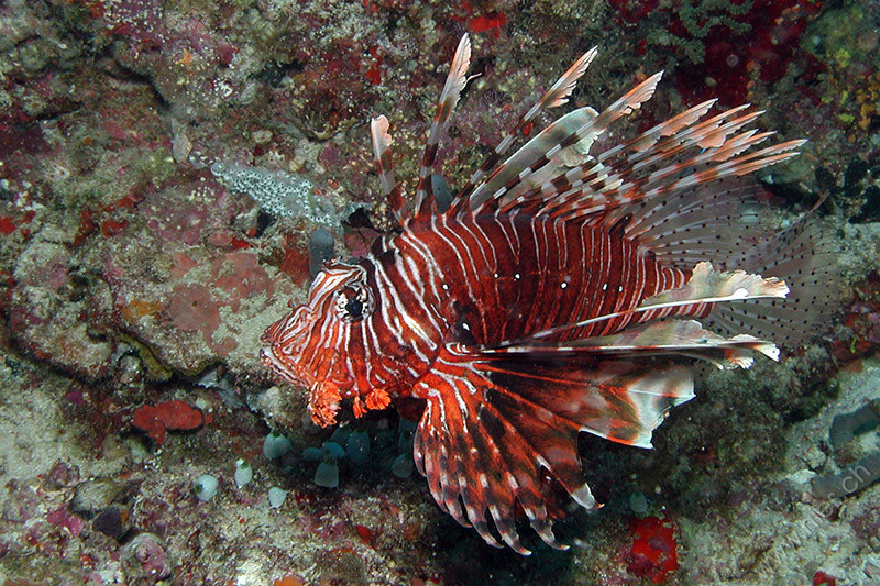 Lion fish