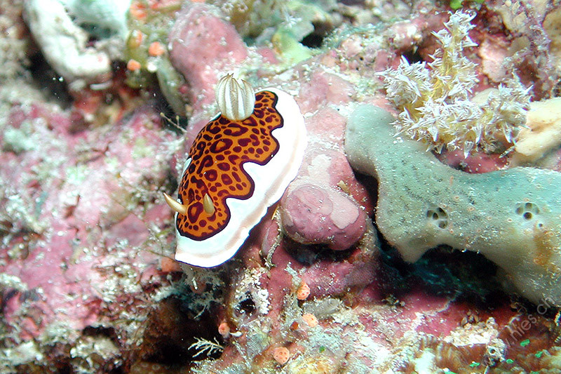 Chromodoris gleniei