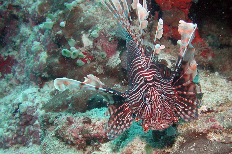 A lion fish