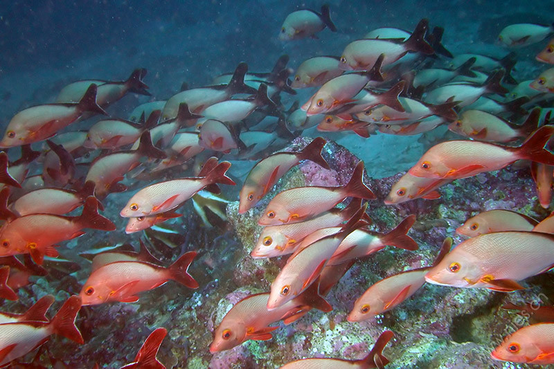 Red snappers