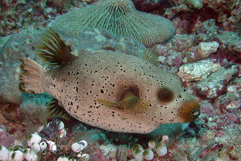 Blackspotted pufferfish