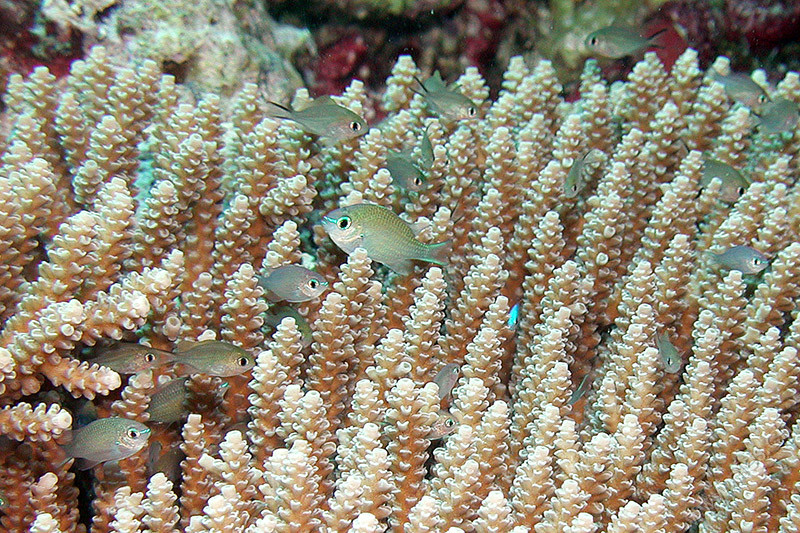 Fish in coral