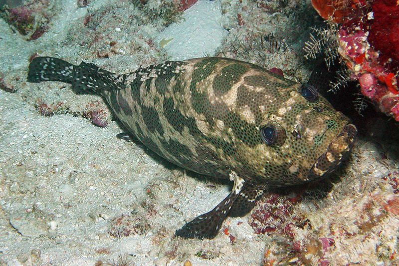 Grouper