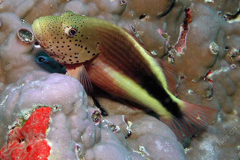 Hawkfish