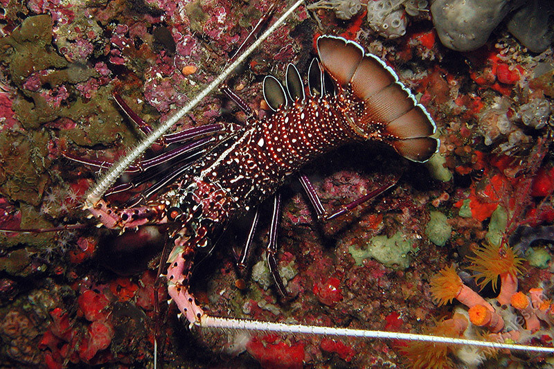 Lobster 2 / South-Nilandhe Atoll, Maldives / Saltwater Diving