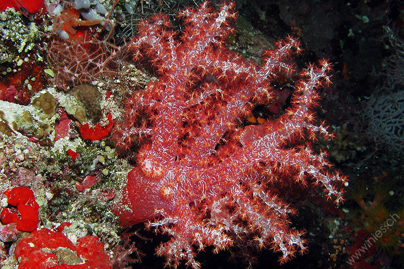 Soft coral