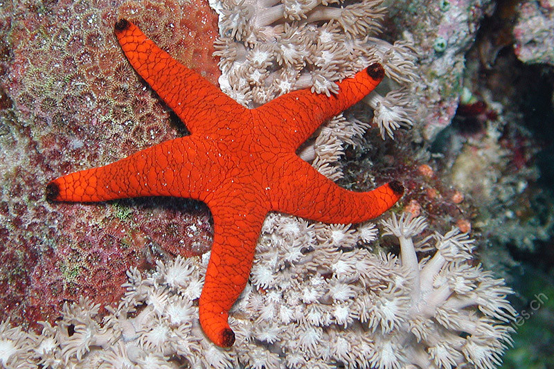 Sea star