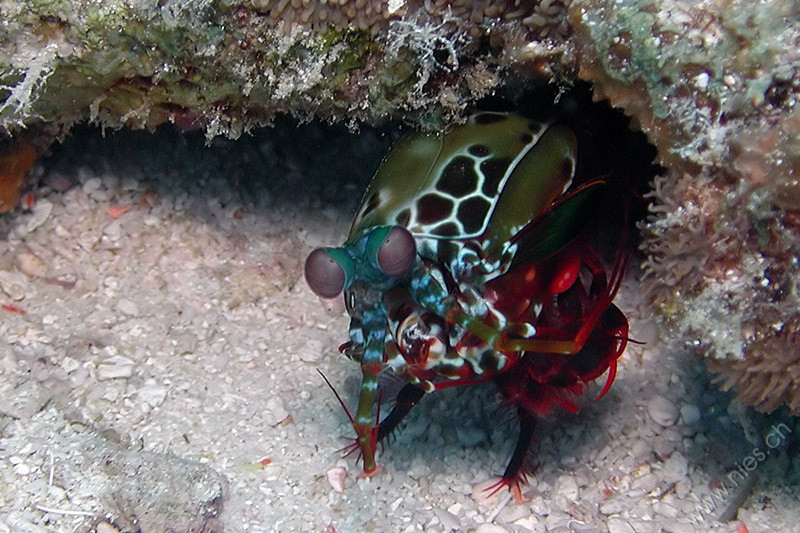 Peacock mantis shrimp