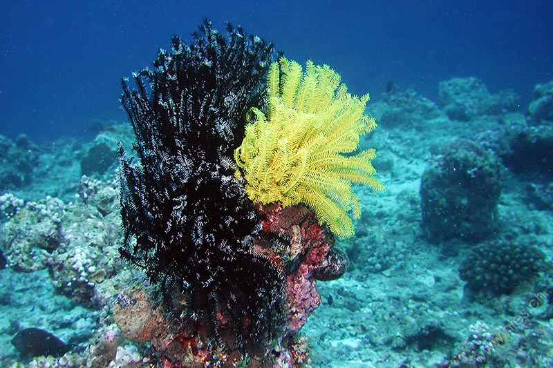 Feather sea stars