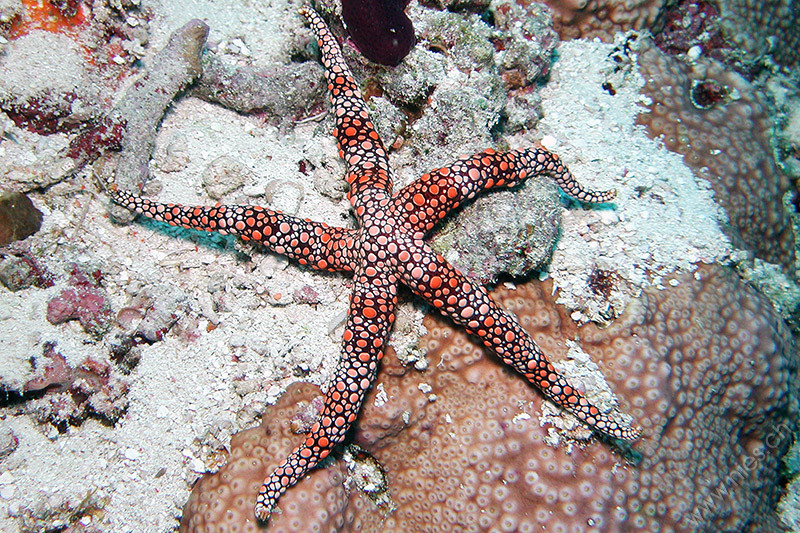 Sea star