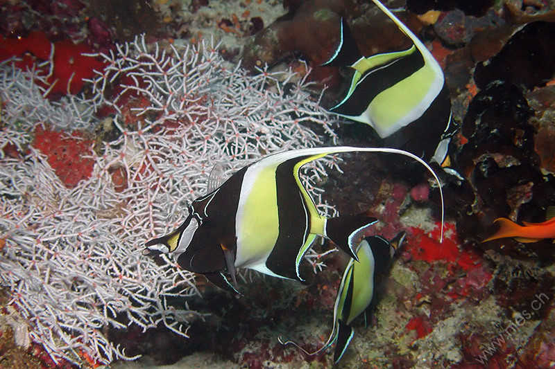 Moorish idols