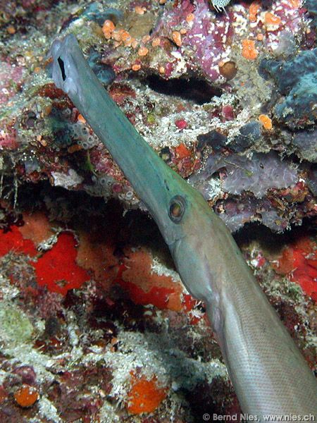 Trumpet fish