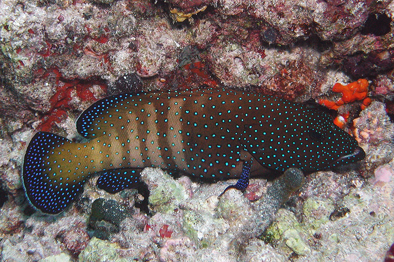 Blue jewel grouper