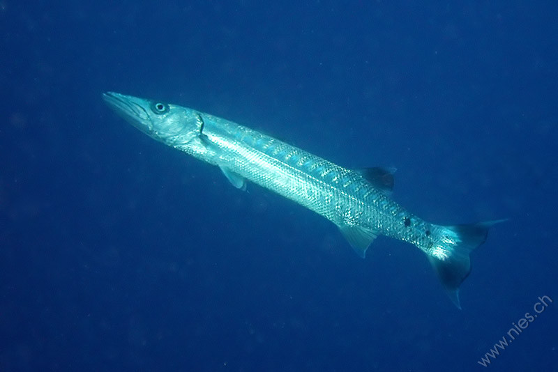 Barracuda