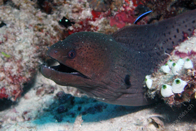 Moray