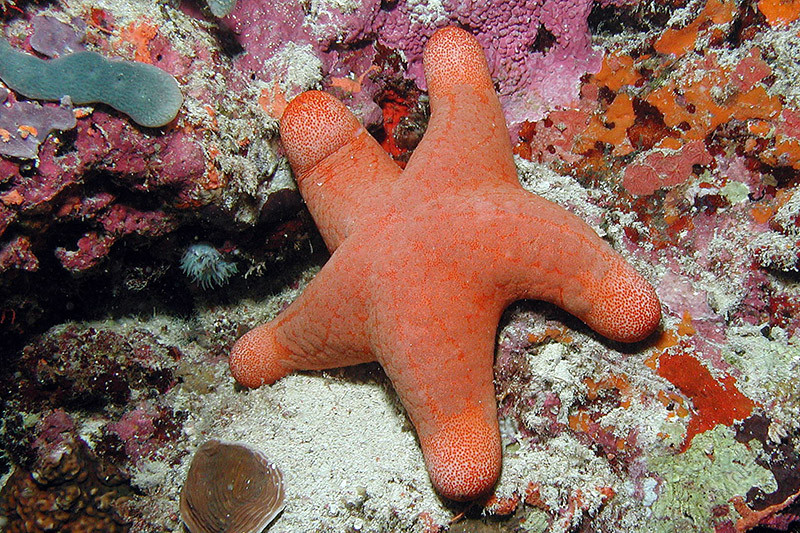 Sea star