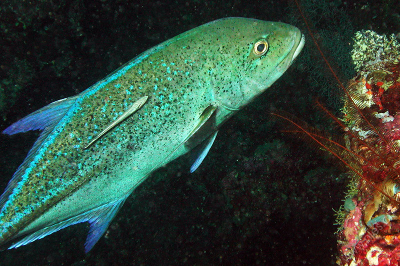 Bluefin trevally