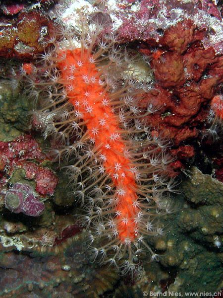 Soft coral