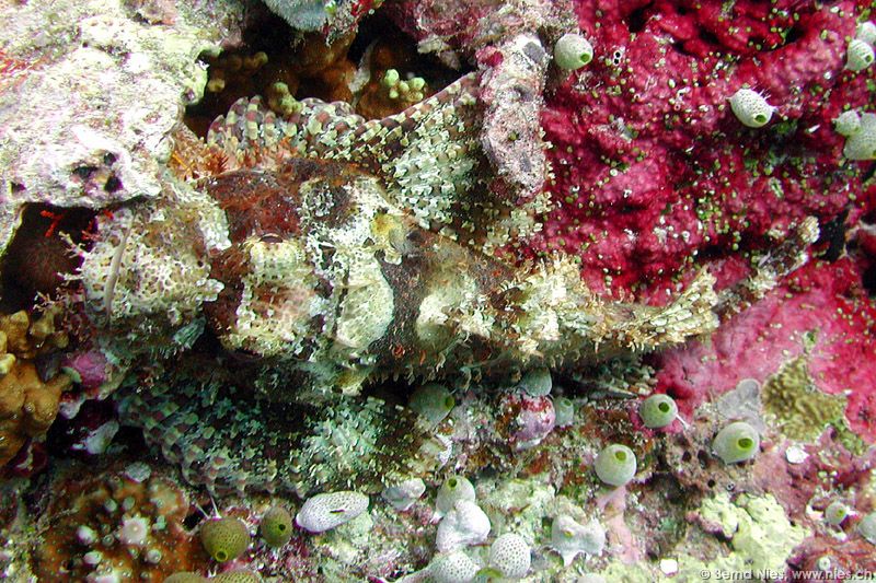 Scorpionfish