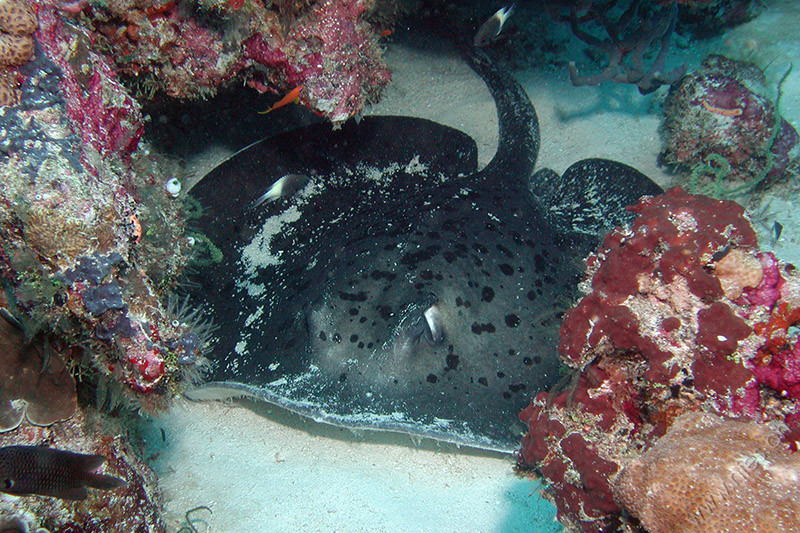 Blotched fantail ray