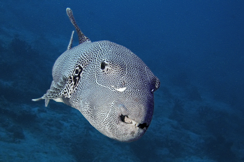 Giant pufferfish