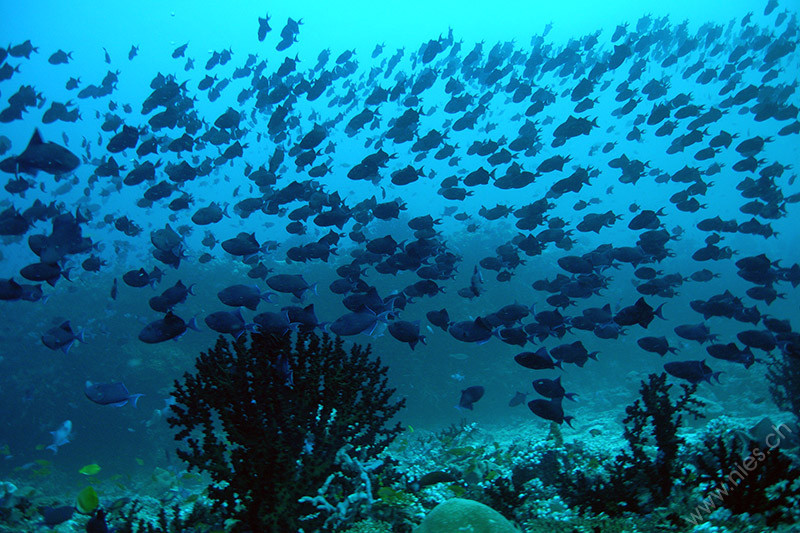 Triggerfish swarm