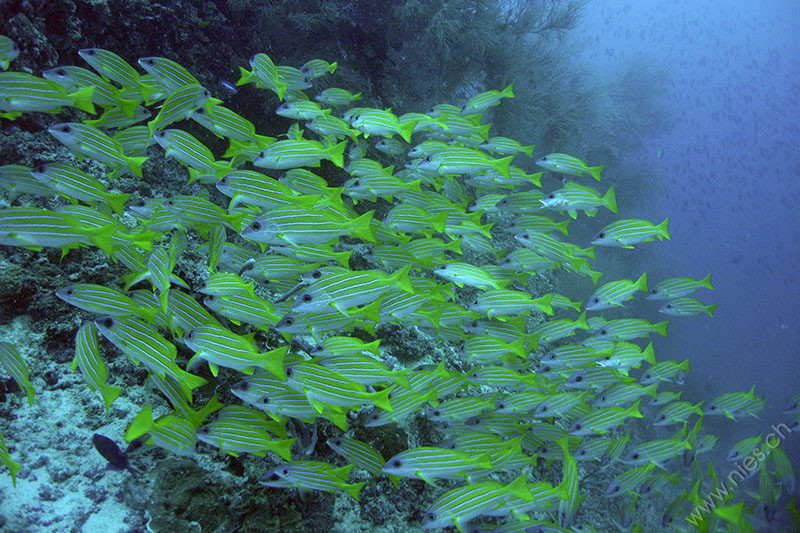 Blue striped snapper