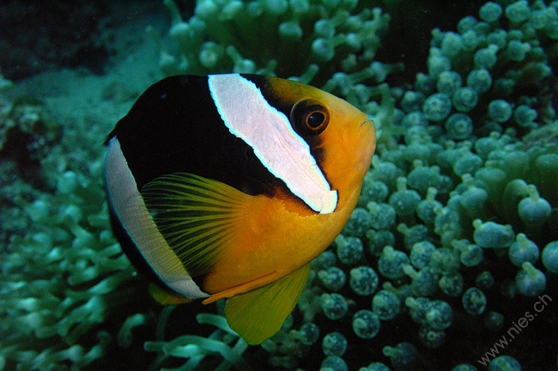 Anemone fish