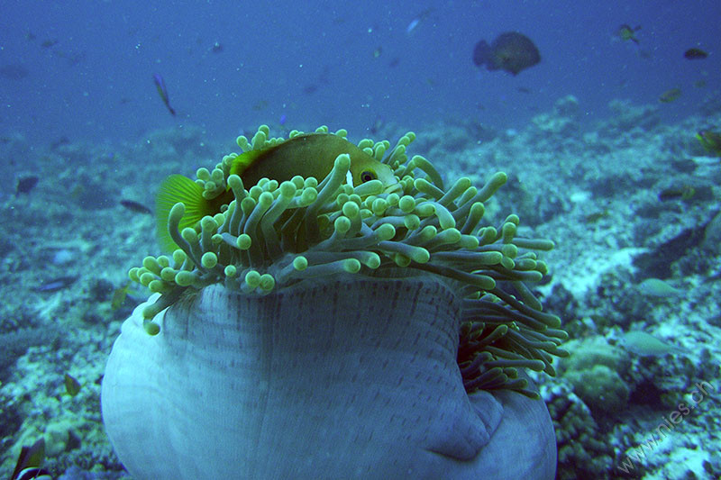 Anemone fish