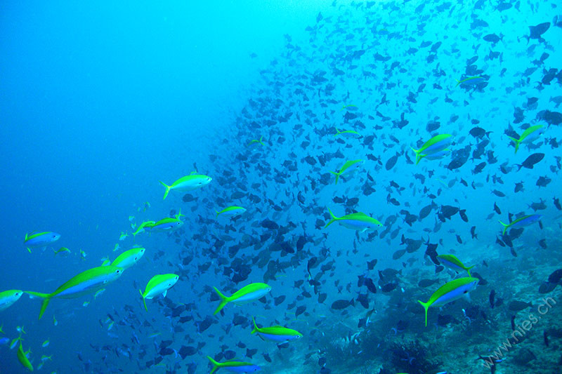 Fish swarm