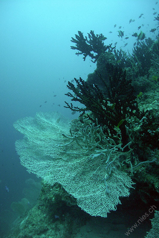 Gorgonie mit Korallen