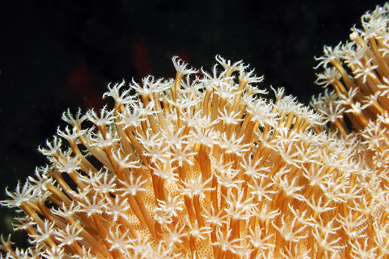 Coral Polyps