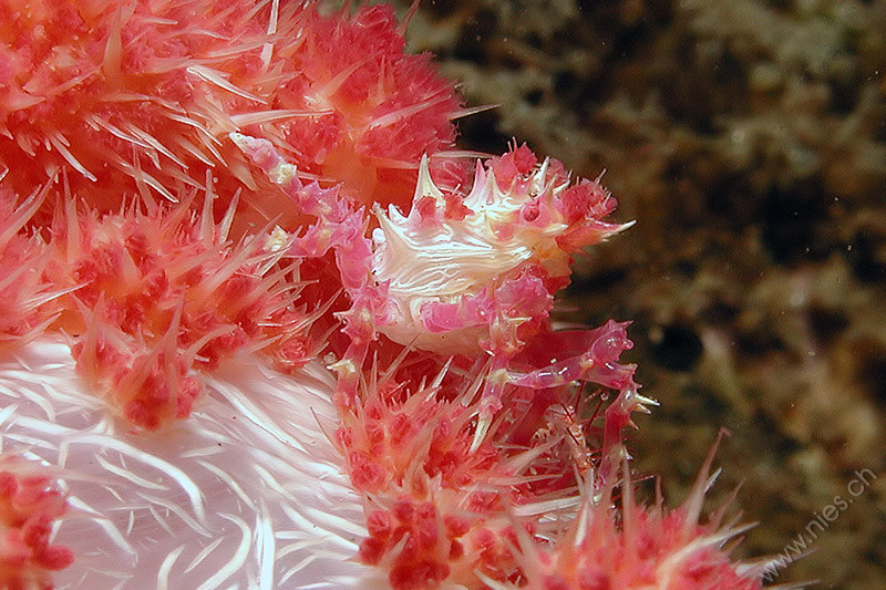 Decorator Crab