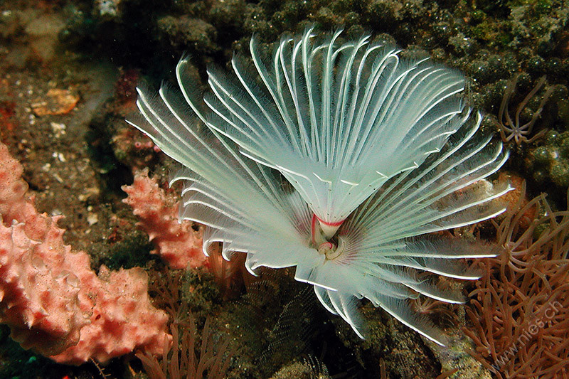 Christmas tree worm