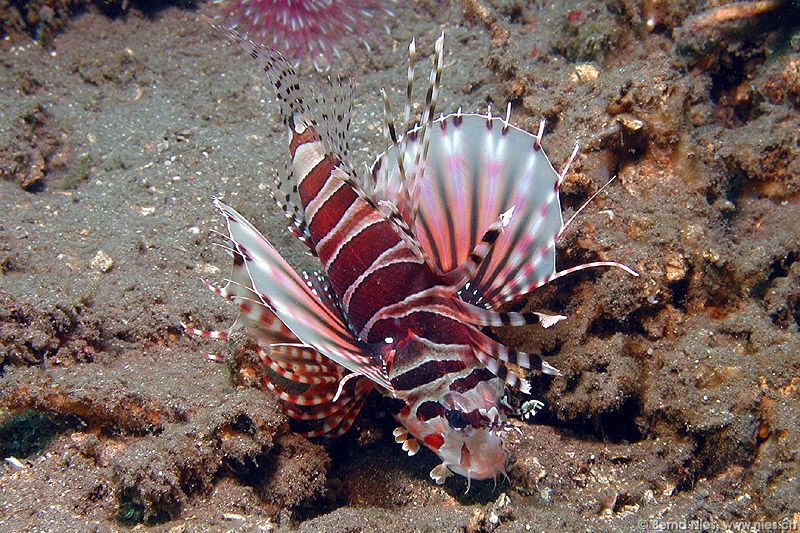 Dwarf Lion Fish