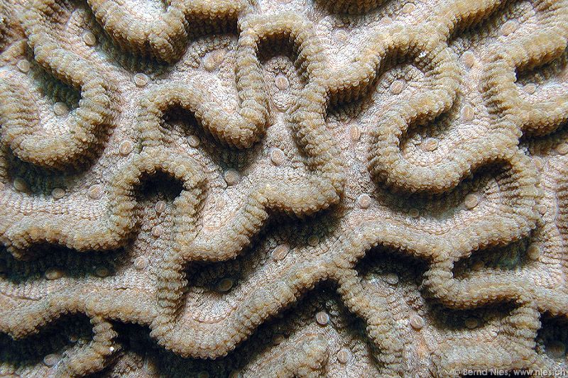 Brain Coral