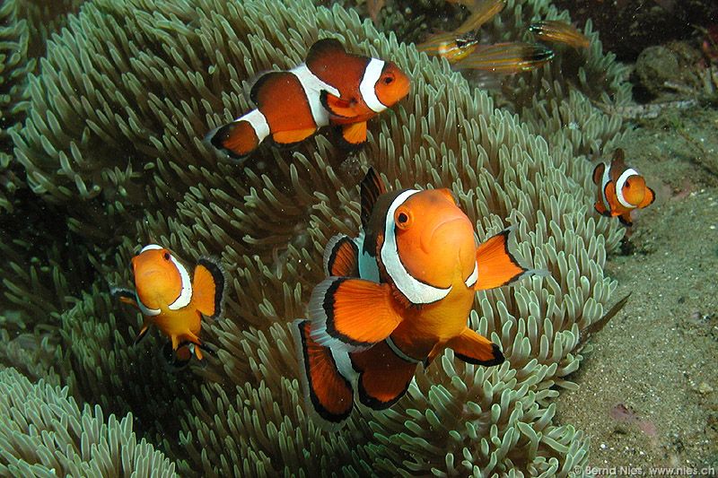 Clownfishes