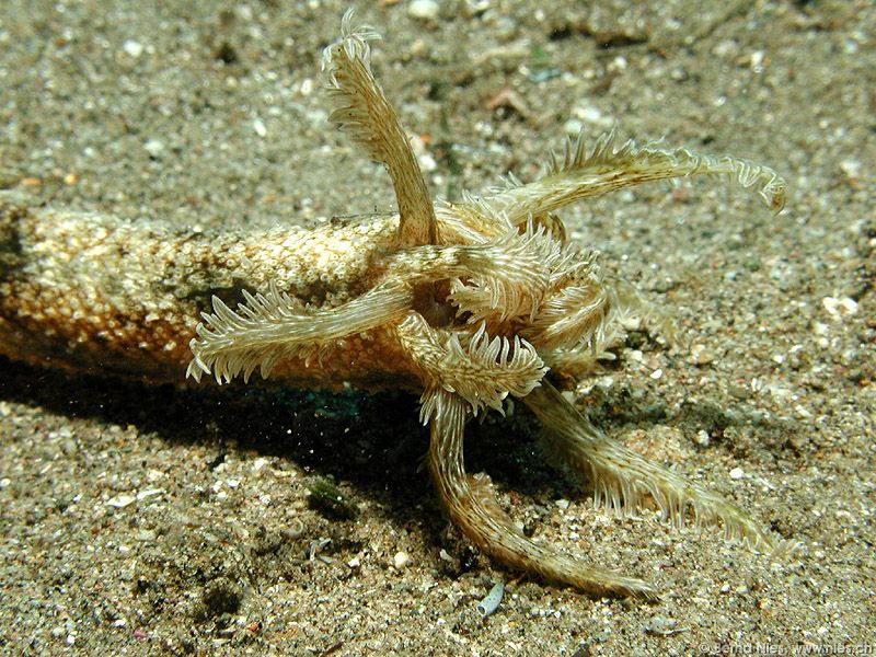 Sea Cucumber