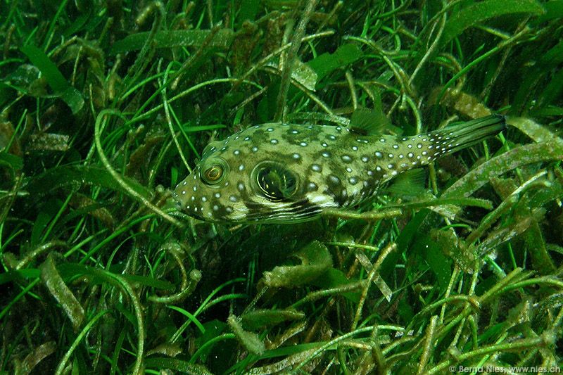 Green Pufferfish