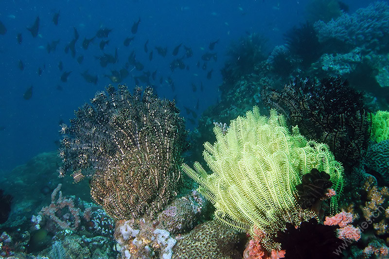 Feather Stars