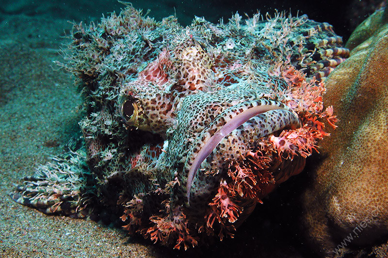 Scorpionfish