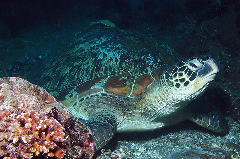 Sea Turtle