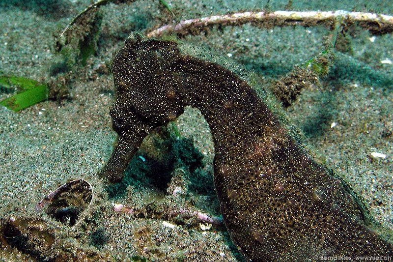 Seahorse