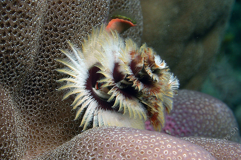 Christmas Tree Worm 1