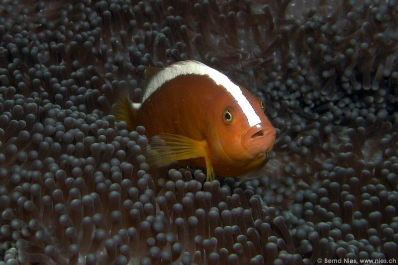 Weissrücken-Anemonenfisch 