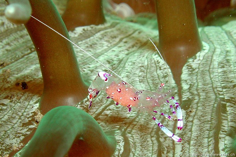 Commensal Shrimp