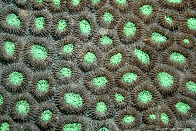 Coral Surface