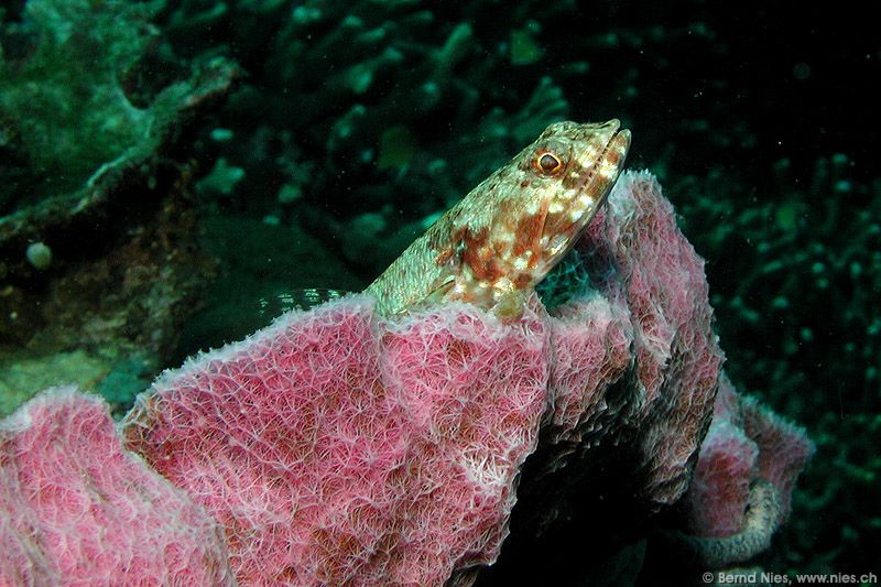 Lizardfish